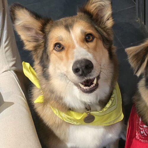 Annie - 8 Anni (Nata Il 1 Aprile 2017) - Razza: Mix Saluki (Levriero Arabo) - Taglia: Medio Grande - Carattere: Dolce, Tranquilla, Affettuosa